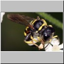 Ectemnius lituratus - Grabwespe w12c 12mm.jpg